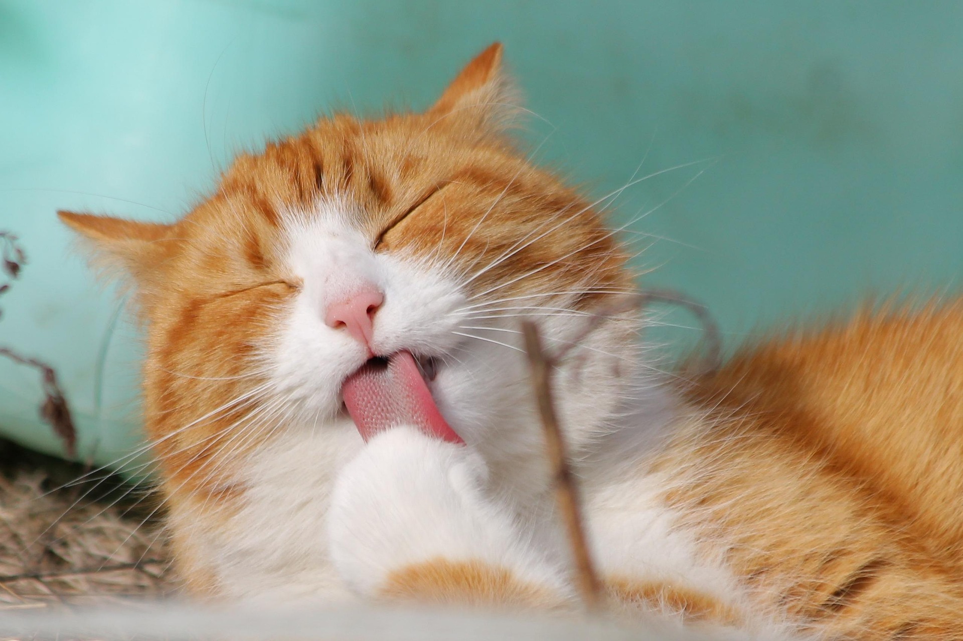 an orange cat laying down and licking a paw